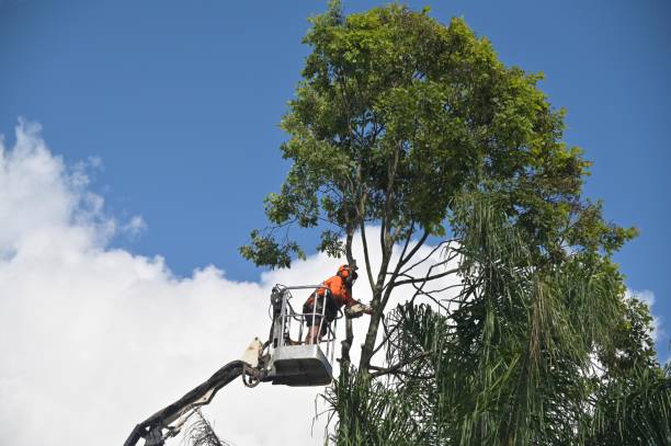How Our Tree Care Process Works  in  Penrose, CO